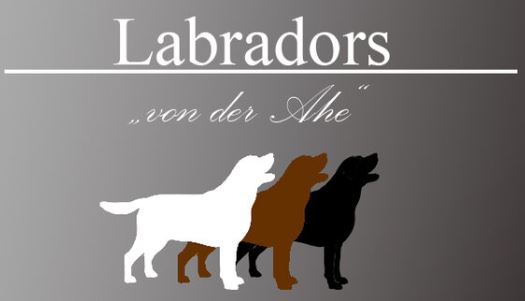 labradorzucht.org